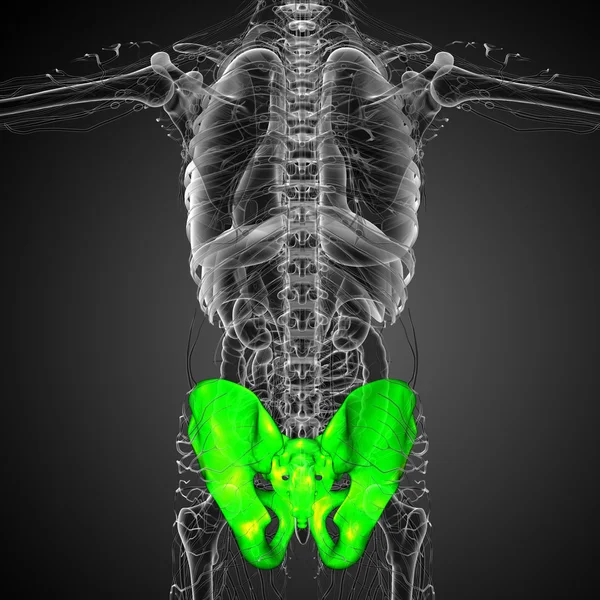 3D göra medicinsk illustration av höftbenet — Stockfoto