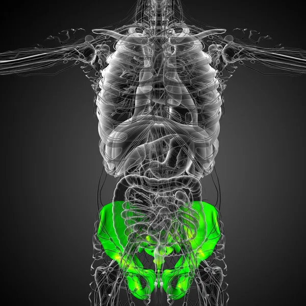 3d hacer ilustración médica del hueso de la cadera —  Fotos de Stock