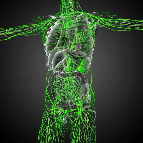 lenfatik sistem 3D render Medikal illüstrasyon 