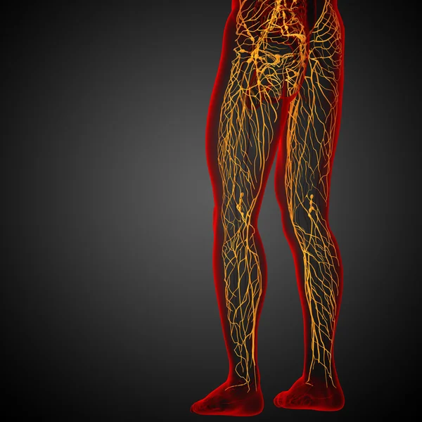 3d rendre illustration médicale du système lymphatique — Photo