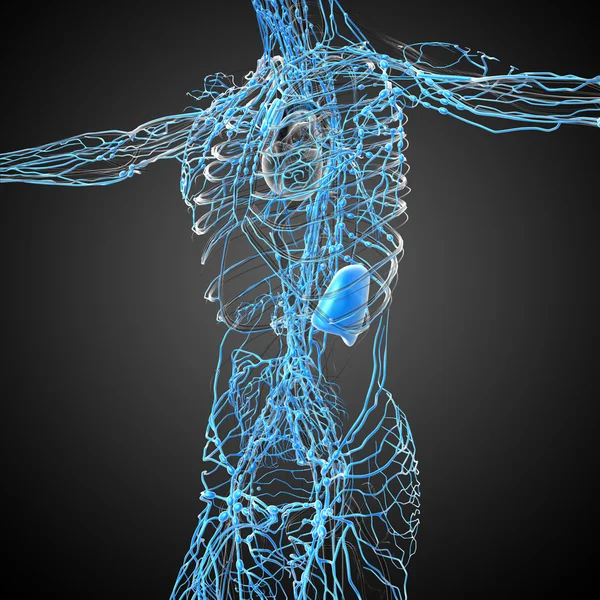3d rendre illustration médicale du système lymphatique — Photo