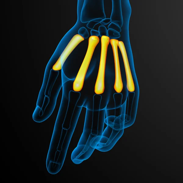 3D Darstellung des Mittelhandknochens — Stockfoto