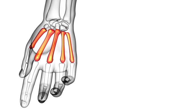 3d renderizar ilustração médica do osso metacarpal — Fotografia de Stock