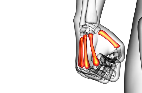 3d renderizar ilustração médica do osso metacarpal — Fotografia de Stock