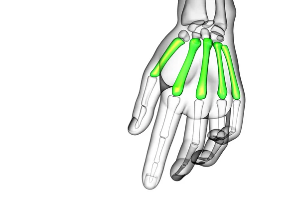 3d rendere illustrazione medica dell'osso metacarpale — Foto Stock