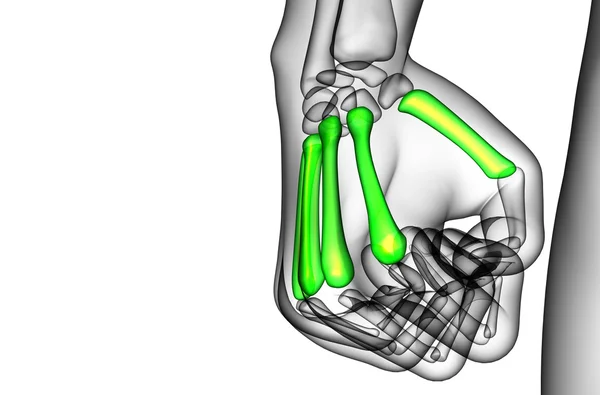 Illustration médicale en 3D de l'os métacarpien — Photo