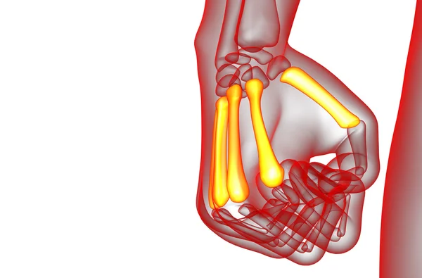 3d визуализация медицинской иллюстрации пястной кости — стоковое фото