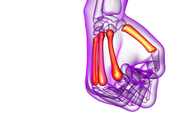 3d renderizar ilustração médica do osso metacarpal — Fotografia de Stock