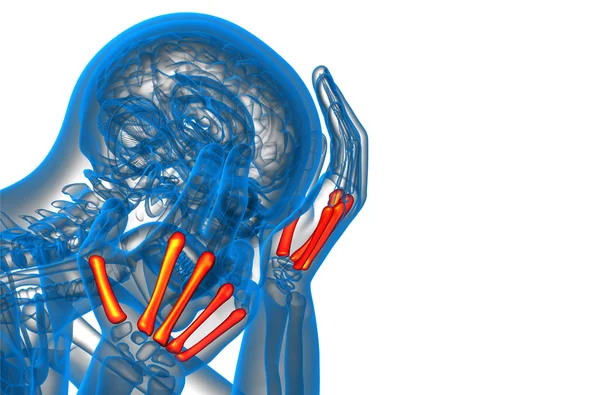 3d rendere illustrazione medica dell'osso metacarpale — Foto Stock