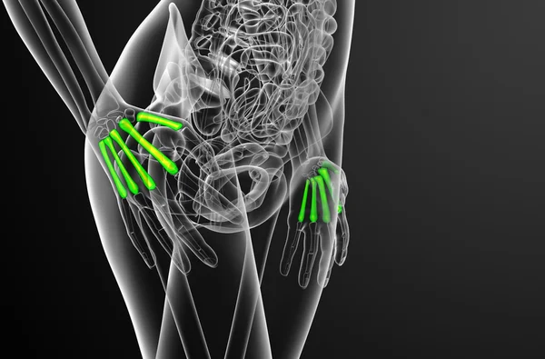 3d renderizar ilustração médica do osso metacarpal — Fotografia de Stock