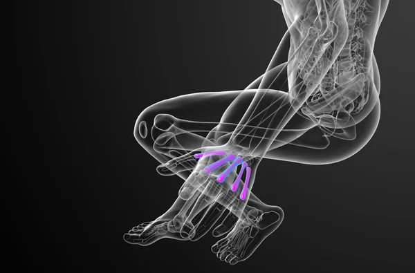 3d renderizar ilustração médica do osso metacarpal — Fotografia de Stock