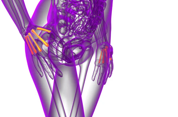 3d визуализация медицинской иллюстрации пястной кости — стоковое фото