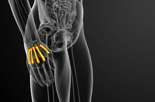 中手骨の 3 d レンダリングの医療イラスト — ストック写真