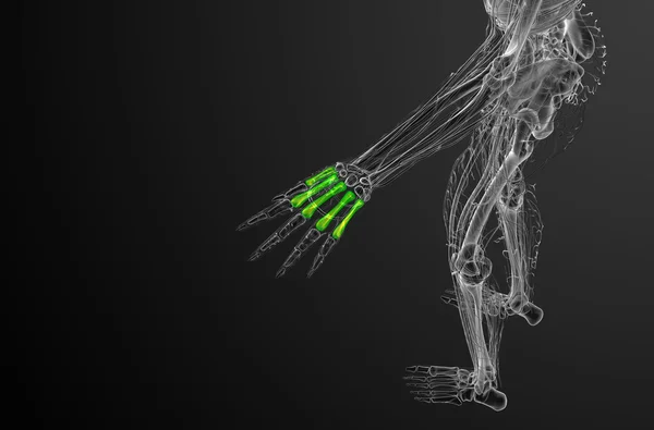 Illustration médicale en 3D de l'os métacarpien — Photo