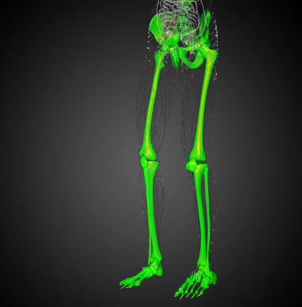 3D render medische illustratie van het skelet — Stockfoto