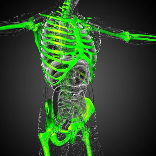 3d hacer ilustración médica del esqueleto — Foto de Stock