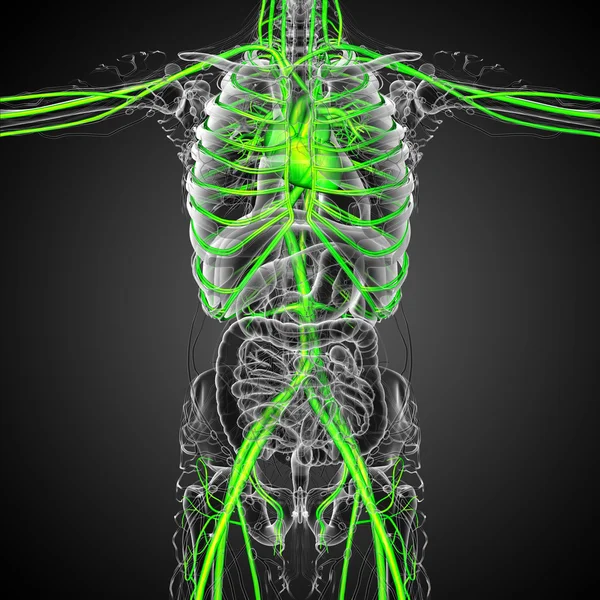 3d rendere illustrazione medica del sistema vascolare — Foto Stock