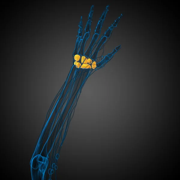 3D renderowane ilustracja ludzki kości nadgarstka — Zdjęcie stockowe