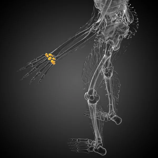 3d ilustración representada de los huesos del carpo humano —  Fotos de Stock