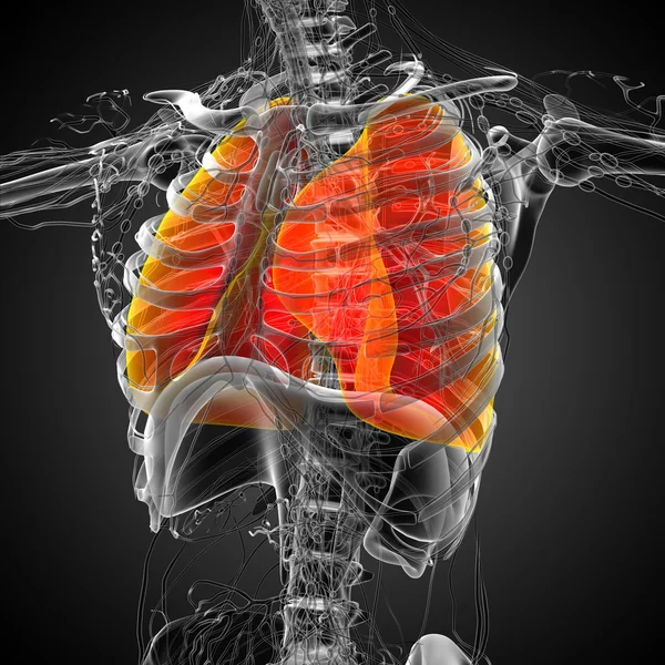 3D render Medikal illüstrasyon akciğerin — Stok fotoğraf