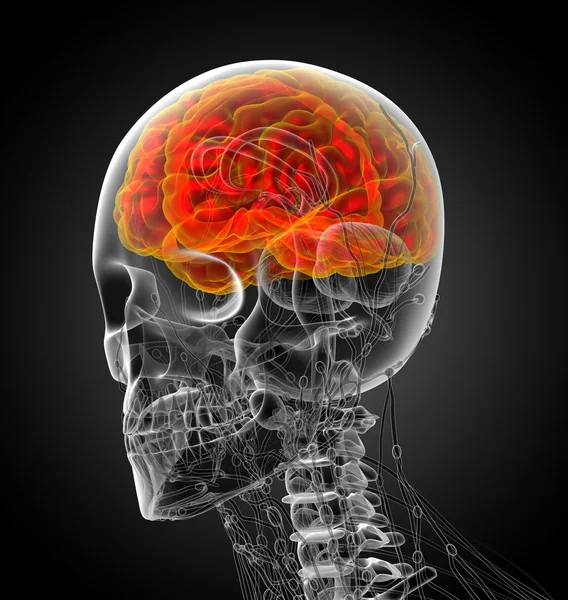 3D rendern medizinische Illustration des Gehirns — Stockfoto
