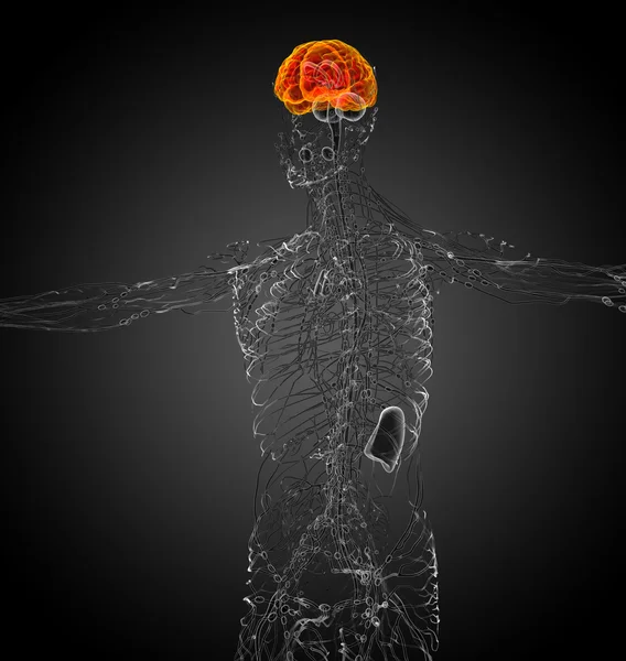 3d render medical illustration of the brain — Stock Photo, Image