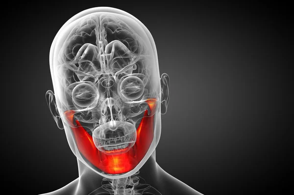 3D рендеринг иллюстрации - челюсть кости — стоковое фото