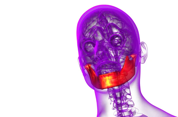 Illustrazione resa 3d - osso della mascella — Foto Stock