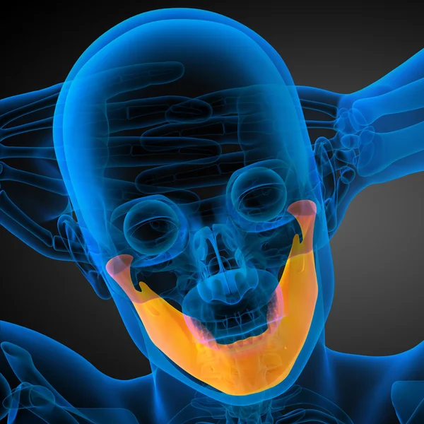 3d 渲染的图-下颚骨 — 图库照片