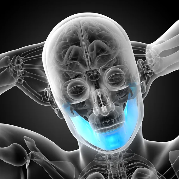 Ilustração renderizada 3d - osso da mandíbula — Fotografia de Stock