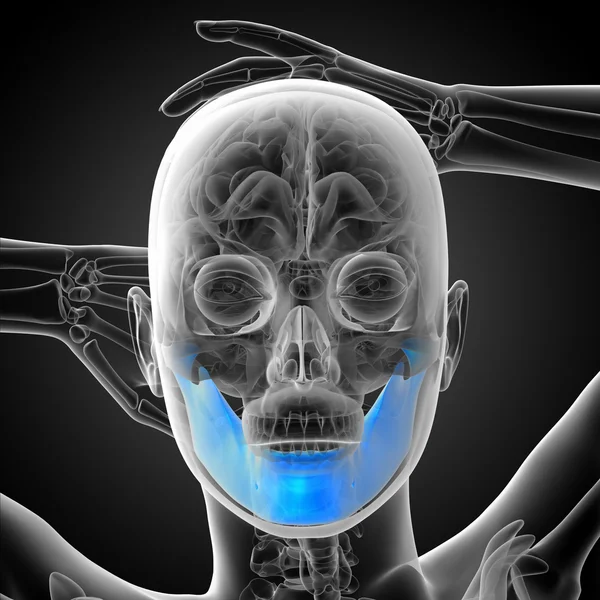 3D ілюстрація - кістка щелепи — стокове фото