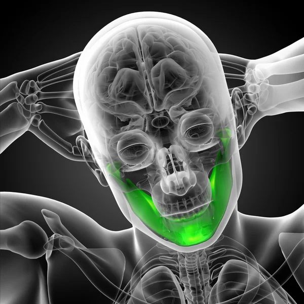 Ilustração renderizada 3d - osso da mandíbula — Fotografia de Stock