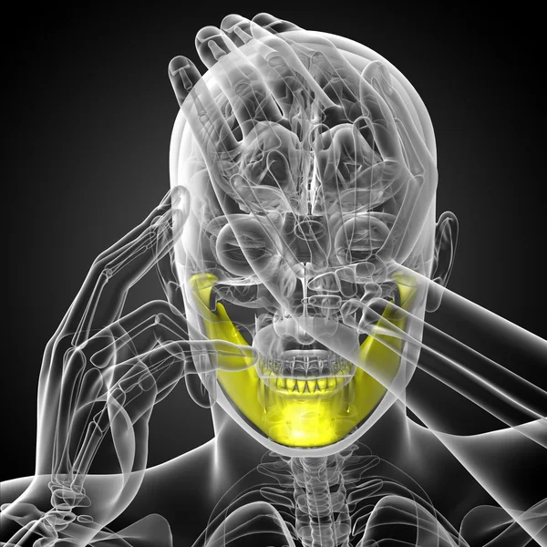 3d renderizado ilustración - hueso de la mandíbula —  Fotos de Stock