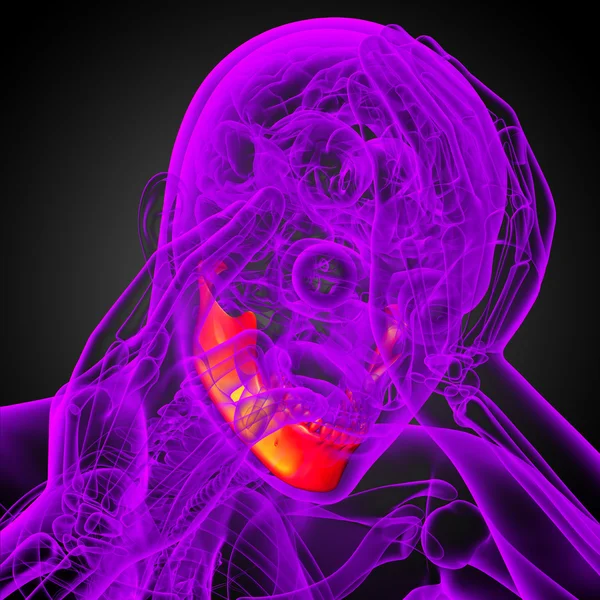 3D рендеринг иллюстрации - челюсть кости — стоковое фото
