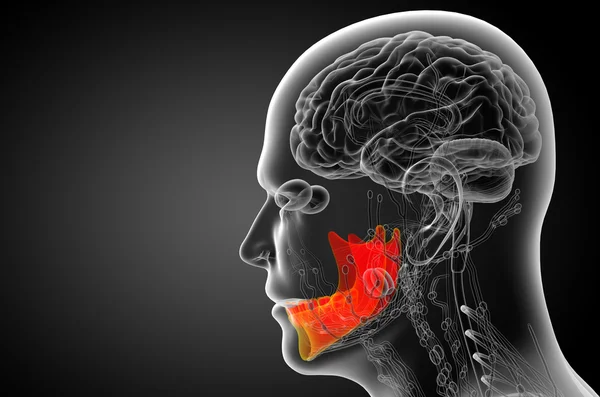 3d weergegeven illustratie - kaakbeen — Stockfoto