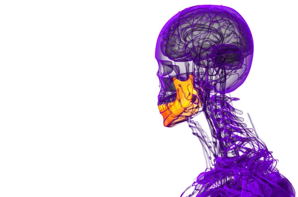 Illustrazione resa 3d - osso della mascella — Foto Stock
