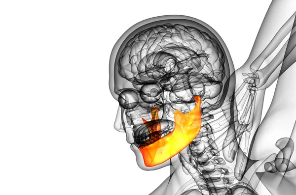 Ilustracja 3d - kość szczęki — Zdjęcie stockowe