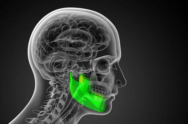 3d rendered illustration - jaw bone — Stock Photo, Image