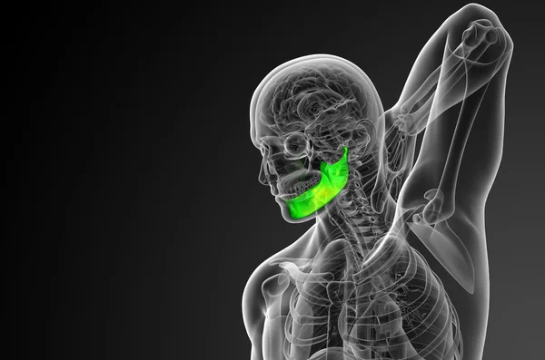 Illustrazione resa 3d - osso della mascella — Foto Stock