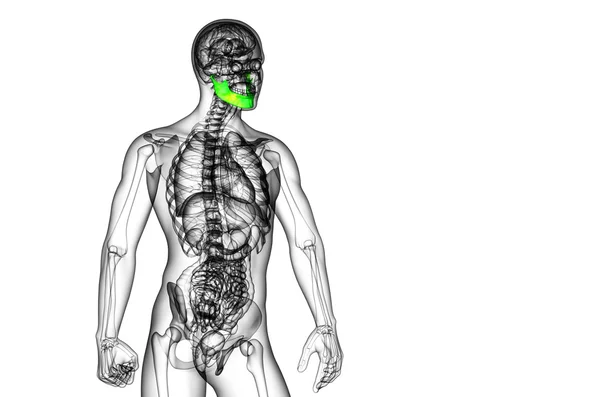 Ilustração renderizada 3d - osso da mandíbula — Fotografia de Stock