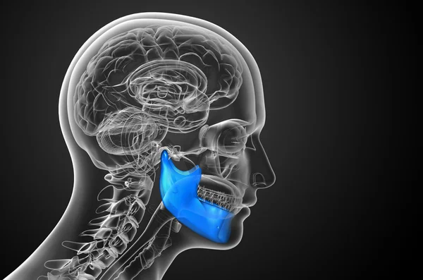 3d 渲染的图-下颚骨 — 图库照片