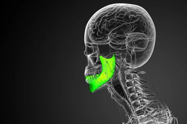 3d renderizado ilustración - hueso de la mandíbula — Foto de Stock