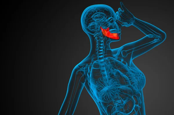 3d 渲染的图-下颚骨 — 图库照片
