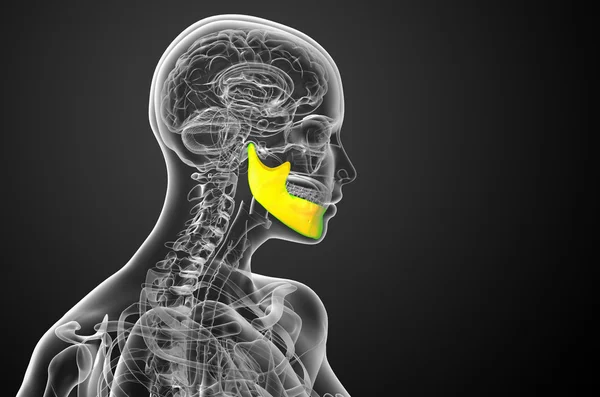 3d renderizado ilustración - hueso de la mandíbula — Foto de Stock