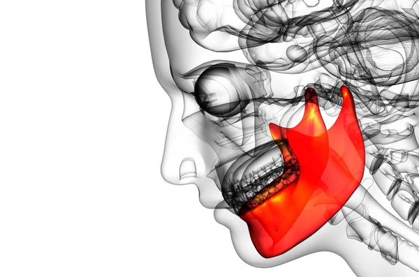 3D рендеринг иллюстрации - челюсть кости — стоковое фото