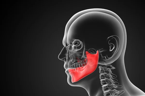 3d weergegeven illustratie - kaakbeen — Stockfoto