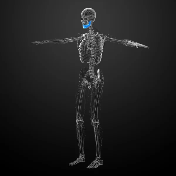 3D-s renderelt illusztráció - állkapocs csont — Stock Fotó