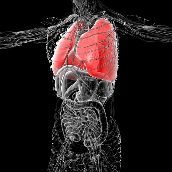 3D ιατρική απεικόνιση του ανθρώπινο πνεύμονα — Φωτογραφία Αρχείου