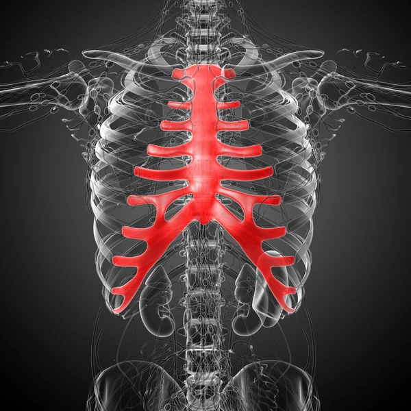 3d 渲染的胸骨和软骨的医学插图 — 图库照片