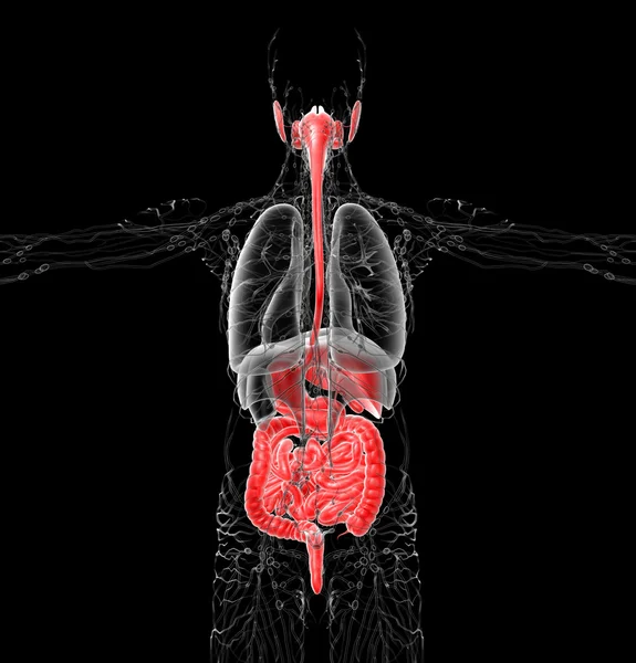 3d rendre illustration médicale du système digestif humain — Photo